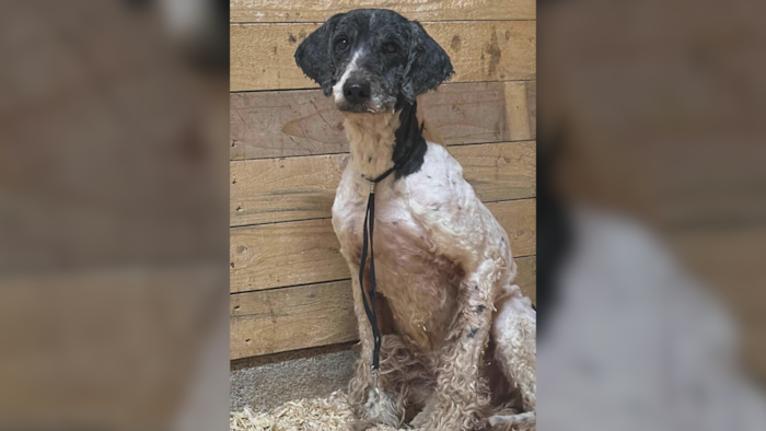 Un chien rasé.