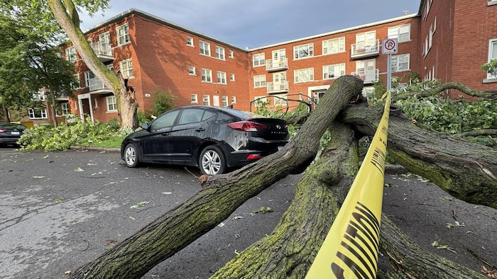 Un arbre est tombé près d'un immeuble et d'une voiture. Un ruban jaune avertit les passants.