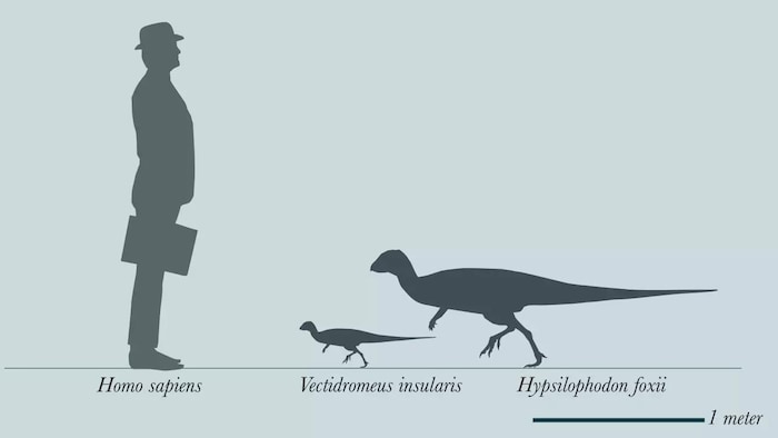 Comparaison de la taille d'un humain, d'un Vectidromeus insularis, et d'un Hypsilophodon foxii.