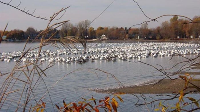 Des oiseaux sur un lac