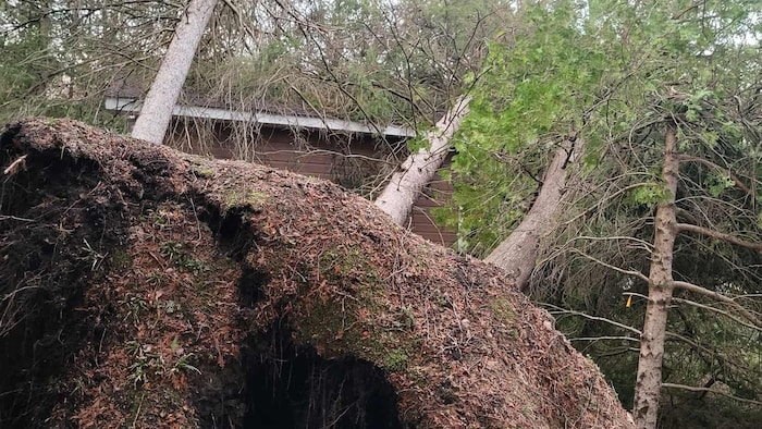 Un arbre déraciné. 