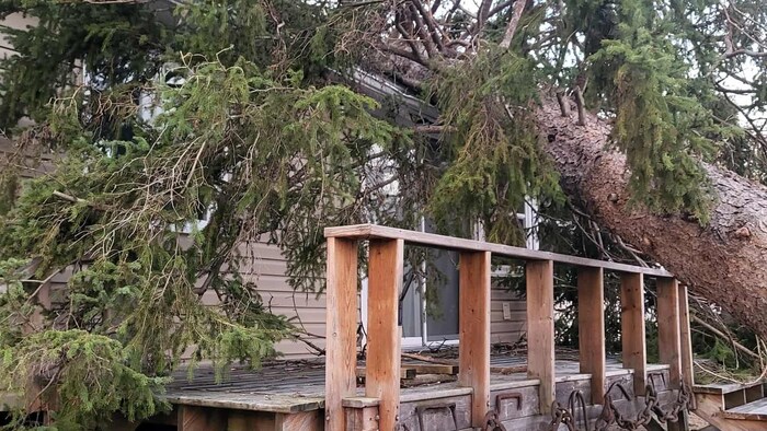 Un arbre renversé sur une maison. 