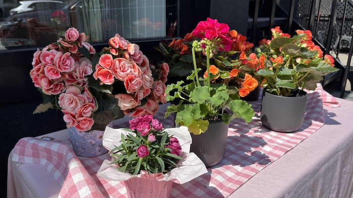 Plusieurs pots de fleurs sont placés sur une table devant un commerce.