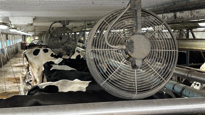Des ventilateurs dans un étable.