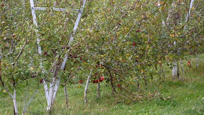 Un pommier dans un verger. 