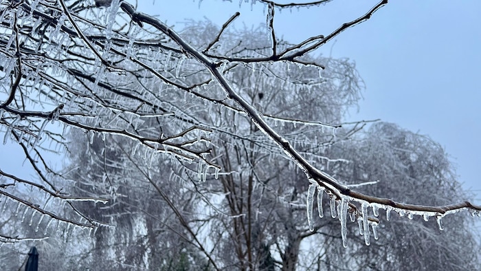 Des branches d'abres recouvertes de glace.