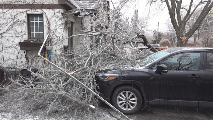 Un arbre est tombé sur une voiture à Kingston.