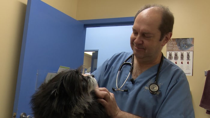 Un vétérinaire soigne un chien