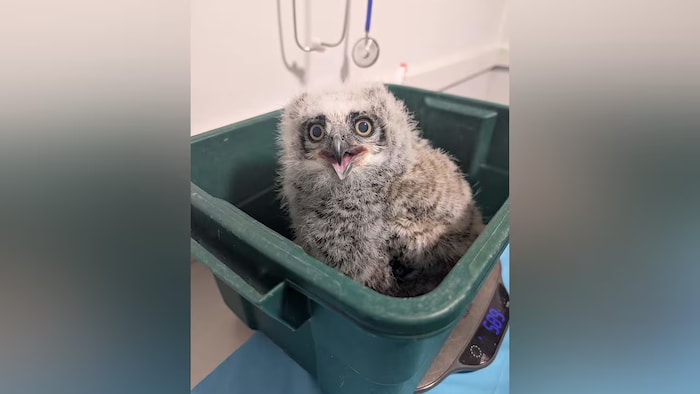 Un hibou dans un bac.