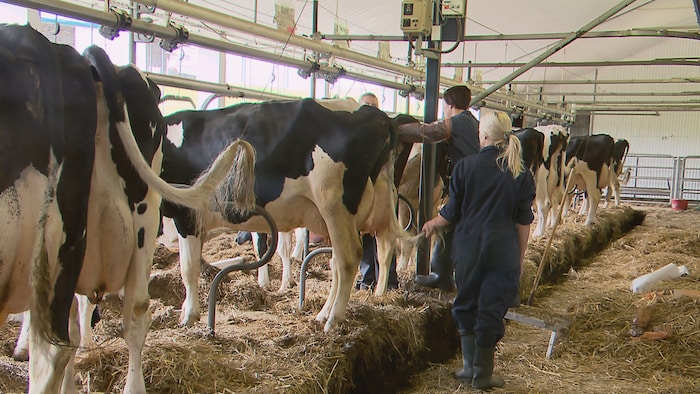 Un vétérinaire ausculte une vache.