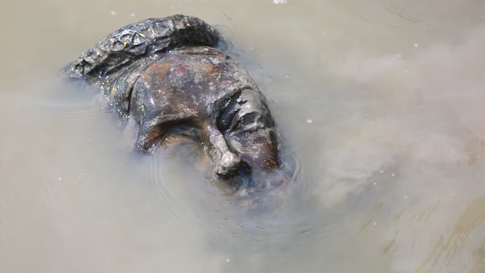 La tête de la statue de la reine Victoria est en partie visible à la surface de l'eau.