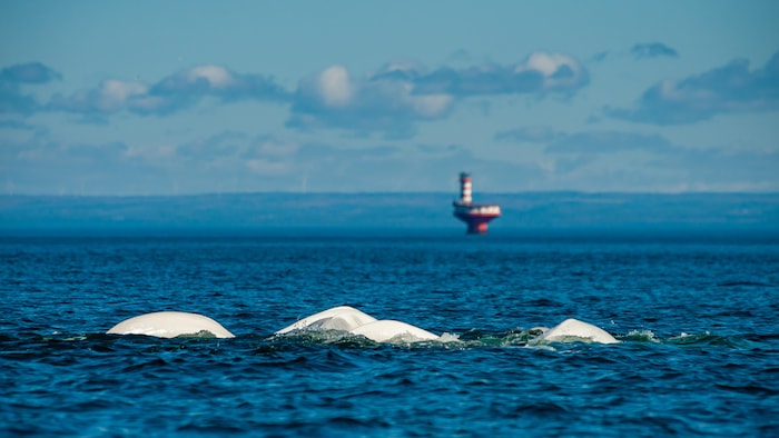 Un groupe de bélugas au large de Tadoussac.
