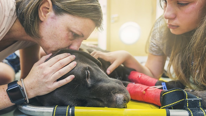 Deux personnes embrassent leur chien sur un brancard.