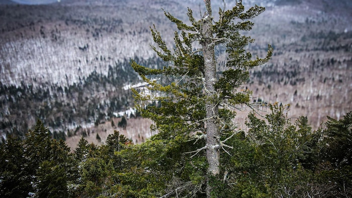 La photo montre la partie supérieure du pin blanc avec sa cime brisée. En arrière-plan des montagnes recouvertes de neige.