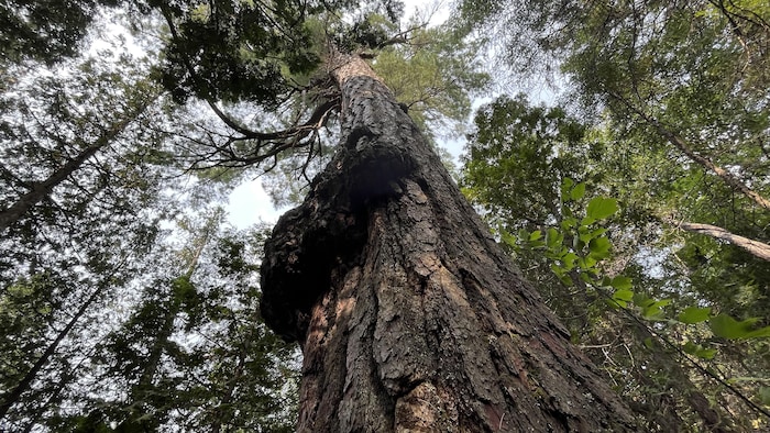 À environ 4 mètres du début du tronc de l'arbre, une excroissance forme une bosse sur une bonne largeur de l'arbre.