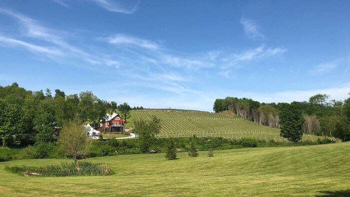 L'endroit où se trouve le vignoble Coteau des artisans à Béthanie en Estrie. Pour l'instant, 7000 vignes ont été plantées, 3000 autres seront ajoutées éventuellement.
