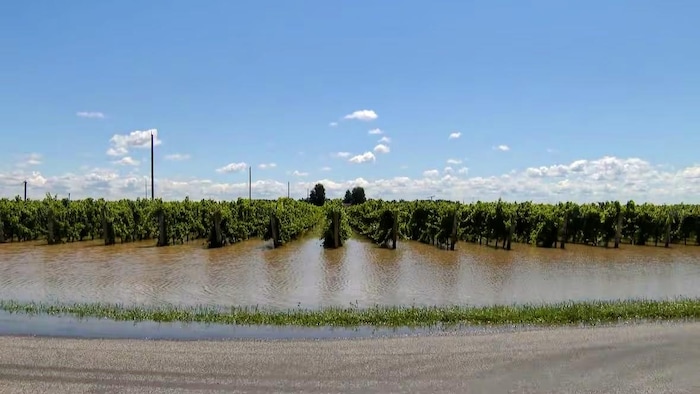 Un vignoble inondé.