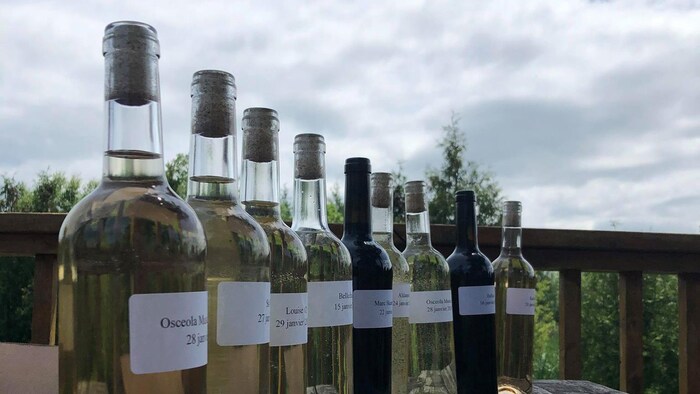 Neuf bouteilles de vins différents sont présentées sur une table à pique-nique. 