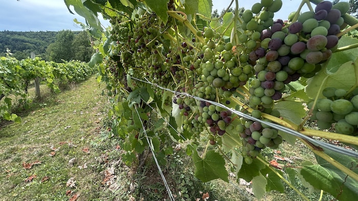 Photo d'un champs de vignes en Nouvelle-Écosse.