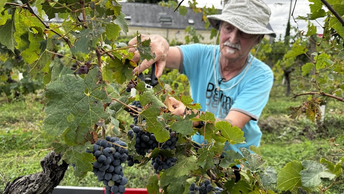 Jacques Lorcy fait la cueillette dans une vigne.