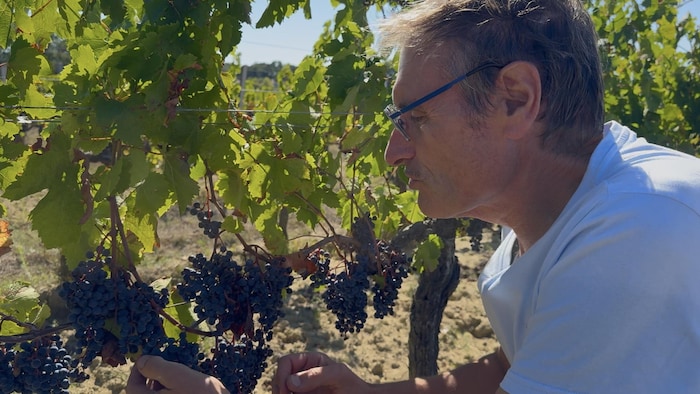 Pierre-Charles Dartier, du Château Cailleteau Bergeron, dans un vignoble.