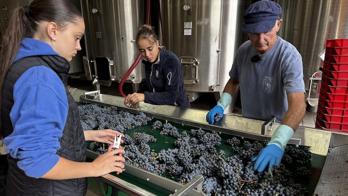 Des personnes, dont Pierre Breton (à droite), trient le raisin au Domaine Breton.
