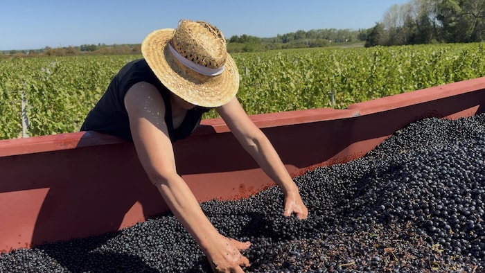 Une personne manipule des raisins.
