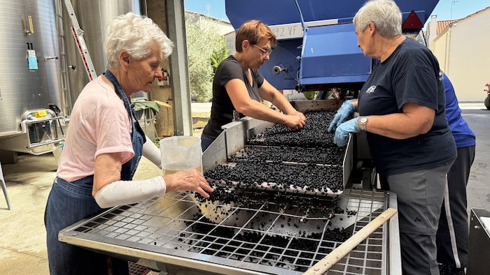 Des personnes trient le raisin au Château Cailleteau Bergeron.