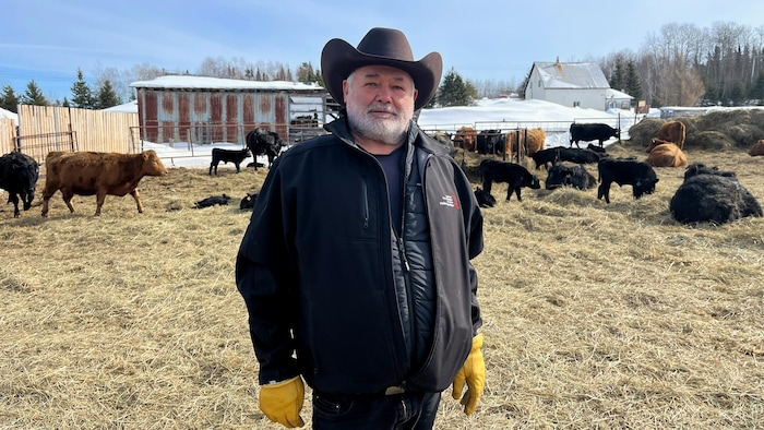 Vincent Boisvert dans un champ où des dizaines de vaches mangent du foin.