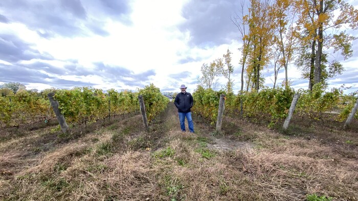 Un homme se tenant debout entre des rangées de vignes dans un champ. 