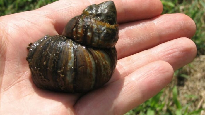 Une main tenant un gros escargot.