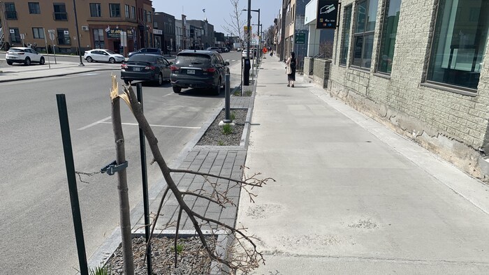 Un petit arbre cassé en deux un trottoir du centre-ville de Val-d'Or.