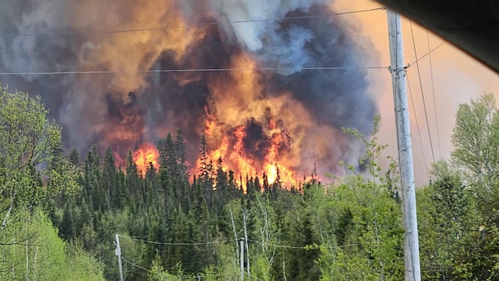 Des flammes ravagent une forêt.