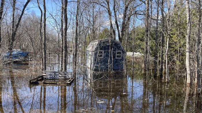 Une cabane dans un boisé inondé.