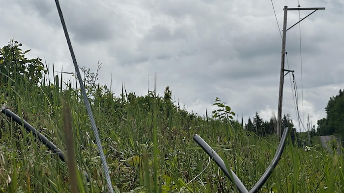 Des cables téléphoniques sont sectionnés, dans l'herbe, devant un poteau éléctrique.