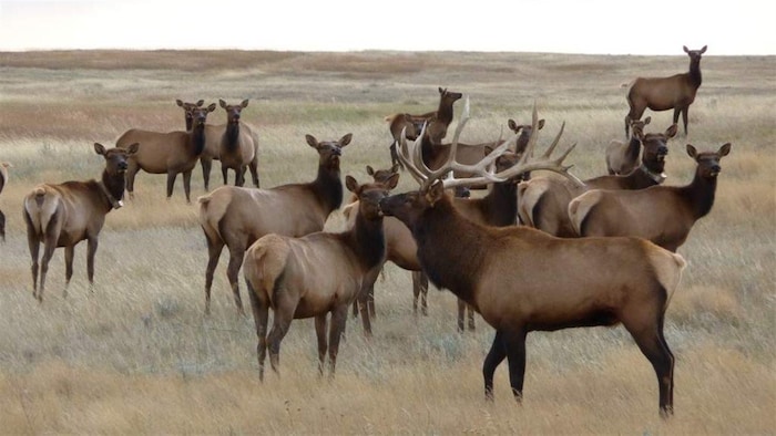 Une harde de wapitis dans un champ.