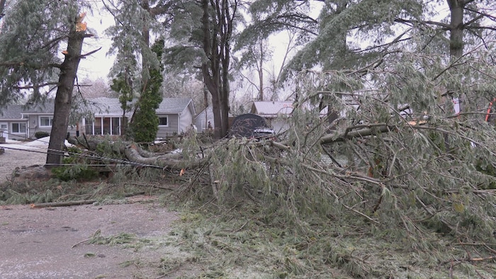 Un arbre est tombé devant une propriété de Washago pendant la tempête de verglas.