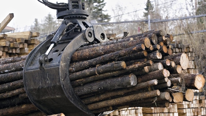 Billots dans une cour à bois.