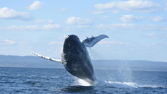 A whale breaches out of water.