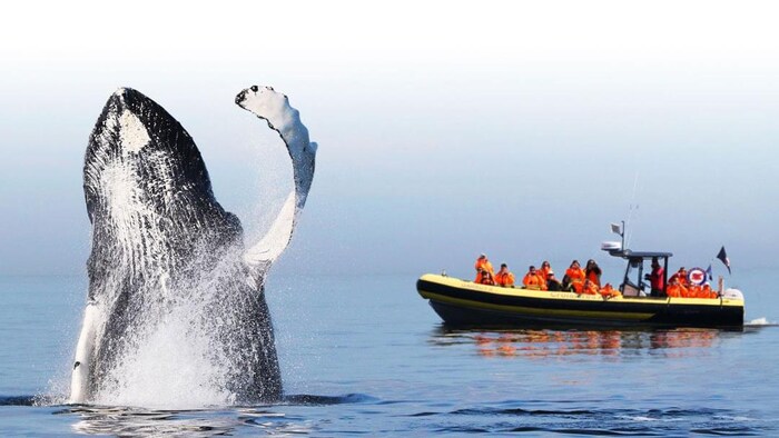 As it breaches, a whale waves at a dozen of onlookers sitting in a small boat, all wearing life jackets.