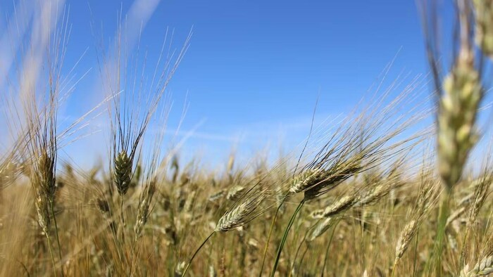 Closeup of wheat plants in a field.