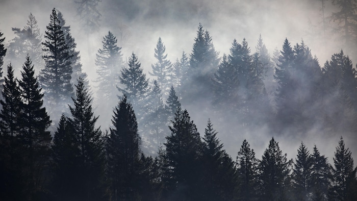 Une forêt remplie de fumée d'incendie. 