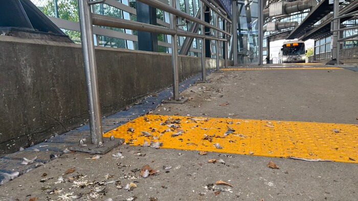 Excréments de pigeons et des plumes au sol de la station.