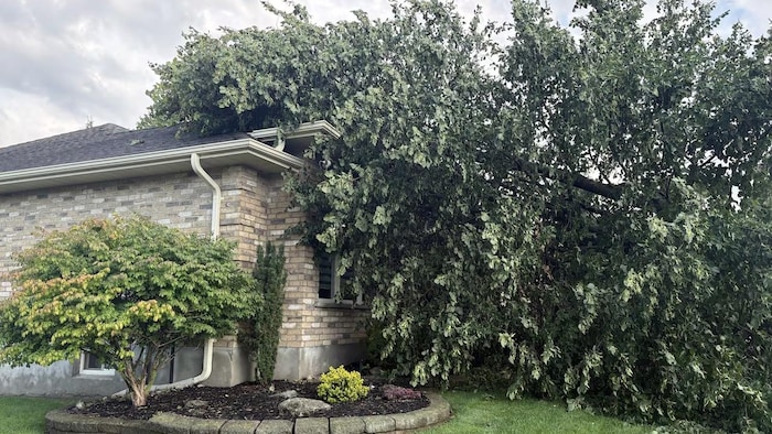 Un grand arbre cassé repose sur le toit et contre le côté d’une maison en briques à Woodstock.