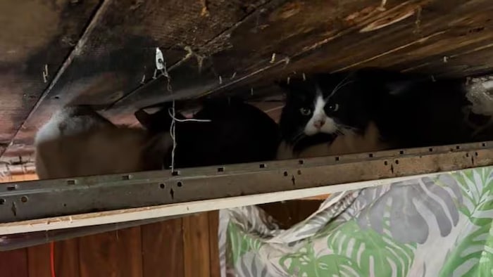 Des chats couchés, cachés, dans une maison.