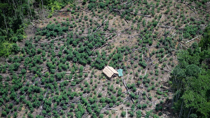 Une cabane au milieu d'un terrain où de nombreux arbres coupés gisent au sol. 
