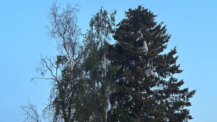 Des débris non identifiables sont accrochés à la cime d'un arbre.