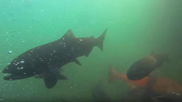 Plusieurs saumons dans l'eau entourés de bulles d'air.