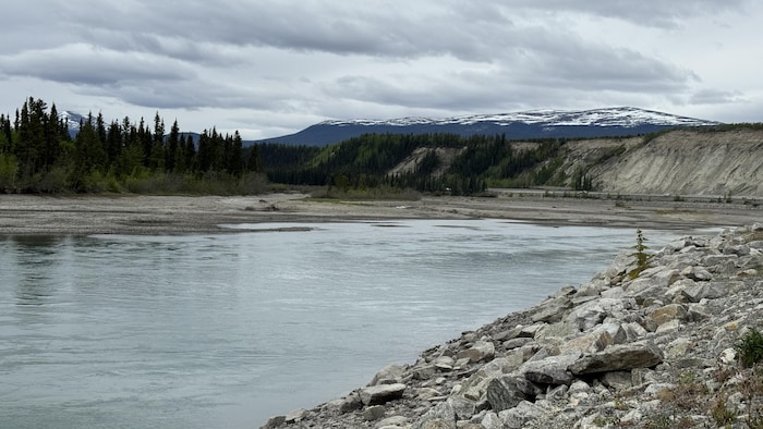 Le fleuve Yukon depuis le sentier millénium, le 4 juin 2025.