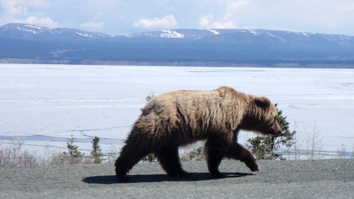 Un grizzly marche le long d'un lac glacé.